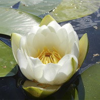 Photo of water lily 2