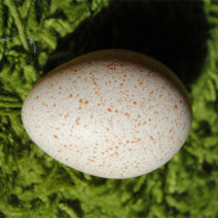 Photo d'œufs de dinde 5