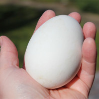 ガチョウの卵の写真 2