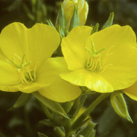A picture of evening primrose