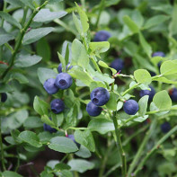 Photo of blueberry leaves 5