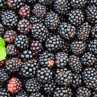 Picture of blackberries