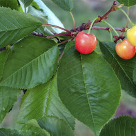 Cherry Leaf Photo