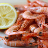 Shrimp Foto 2