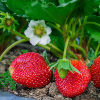 Photo of strawberries 5