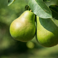 Photo of pears 2