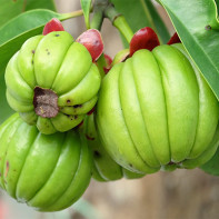 Photo of Garcinia fruit 5