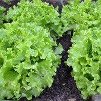 Foto af salatblad salat 2