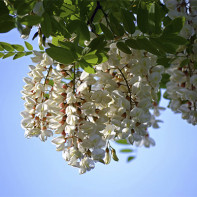 Photo d'un acacia blanc 5
