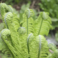 Photo of a fern