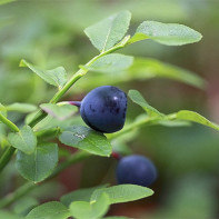 Photo of blueberry leaves 3
