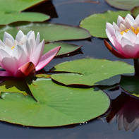 Photo of water lily 3