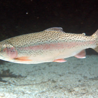 Photo of Trout