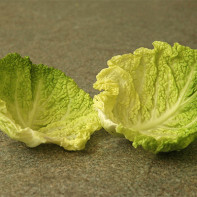 Photo of cabbage leaf