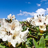 Foto af den kaukasiske rhododendron 5