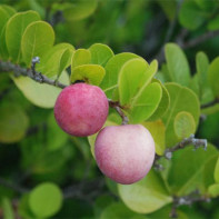 Photo du fruit ikako 3