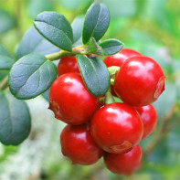 Photo of cowberry leaves 4