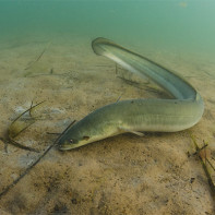 Photo of eel 4