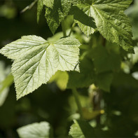 Currant Leaf Photo