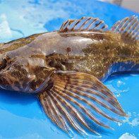 Photo of the goby 4