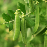 Harms and Contraindications of Green Peas
