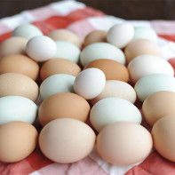 Photo d'œufs de poule 2