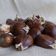 Photo of an edible chestnut 4