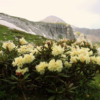 Foto af kaukasisk rhododendron