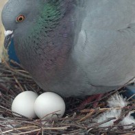 Photo d'œufs de pigeon 2