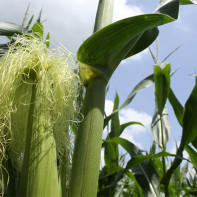 Corn stigmas photo