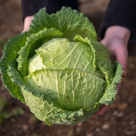 Photo of cabbage leaf 4