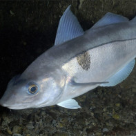 Photo of haddock 3