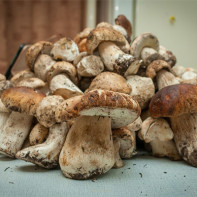 Photo of porcini mushrooms 5