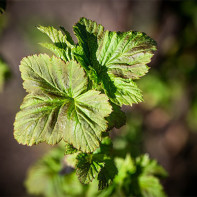 Photo of Currant Leaves 4