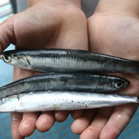 Photo of anchovies 5