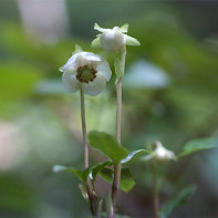 Photo of winterberry 3