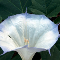 Images of datura 2