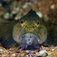 Photo of the goby 5