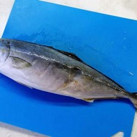 Photo of paddlefish 5