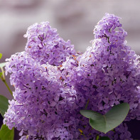 Photo of lilacs 4