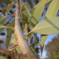 Photo de l'eucalyptus 4