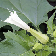 Images of datura