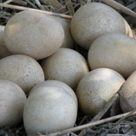 Foto af et æg af perlehøne 3