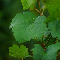Photo of grape leaves 5
