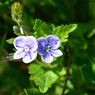 Photo of Veronica officinalis
