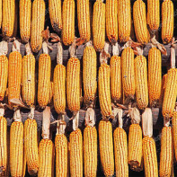 Fotografie sušené kukuřice 5