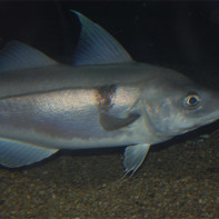 Photo of haddock 5