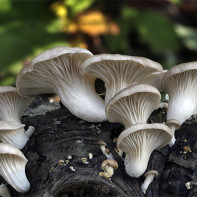 Photo of oyster mushrooms 6