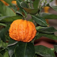 Photo of orange blossom fruit 5
