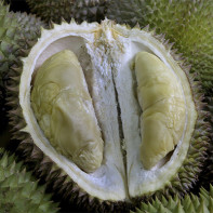 Picture of durian 4